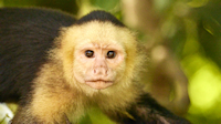 Capuchin monkey staring back (Greenleaf, near Drakes Bay, Osa Peninsula)